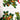 1960s Fallani & Cohn Christmas tablecloth – The Ryans – bells, holly, mistletoe, polka dots – 53" x 68" - NextStage Vintage