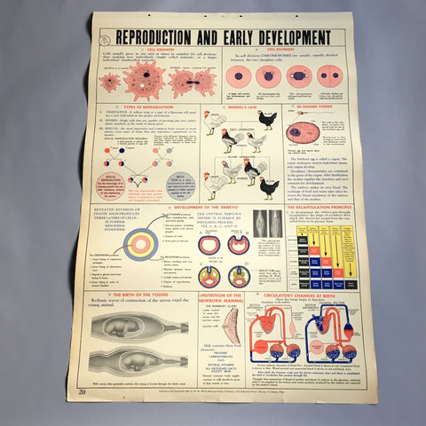 Reproduction and Early Development school health wall chart - W. M. Welch Manufacturing Company - 1946 vintage - NextStage Vintage