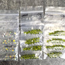 144 pcs 6mm crystal bicone beads - olivine, amber AB - Swarovski? destash - NextStage Vintage