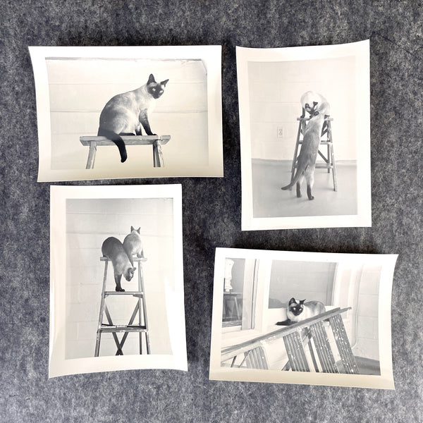 Siamese cat photos - 24 black and white snapshots - 1970s vintage - NextStage Vintage