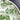 Montana Souvenir State Plate - Statehood Diamond Jubilee Territorial Centennial - 1964 Commemorative - NextStage Vintage