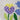 Jean Smith pansy and bluebells needlepoint canvas 8"x 8" - NextStage Vintage