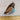 Partridge and Pears wreath needlepoint canvas - Tapestry Fair #1062 - NextStage Vintage