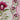 Birds of a Feather Pink Floral needlepoint canvas #BF516 - NextStage Vintage