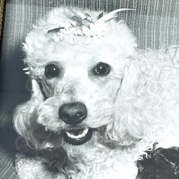 Framed poodle mom with puppies photo - 1960s vintage - NextStage Vintage