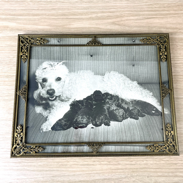 Framed poodle mom with puppies photo - 1960s vintage - NextStage Vintage