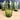 Set of 4 Vintage Seneca Driftwood Avocado Green Crinkle Glass Tumblers 5 1/4" 12oz - NextStage Vintage