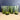 Set of 4 Vintage Seneca Driftwood Avocado Green Crinkle Glass Tumblers 5 1/4" 12oz - NextStage Vintage