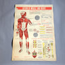 Action of Muscle and Nerve school health wall chart - W. M. Welch Manufacturing Company - 1946 vintage - NextStage Vintage