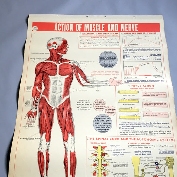 Action of Muscle and Nerve school health wall chart - W. M. Welch Manufacturing Company - 1946 vintage - NextStage Vintage