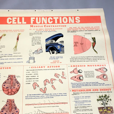 Cell Functions school health wall chart - W. M. Welch Manufacturing Company - 1946 vintage - NextStage Vintage