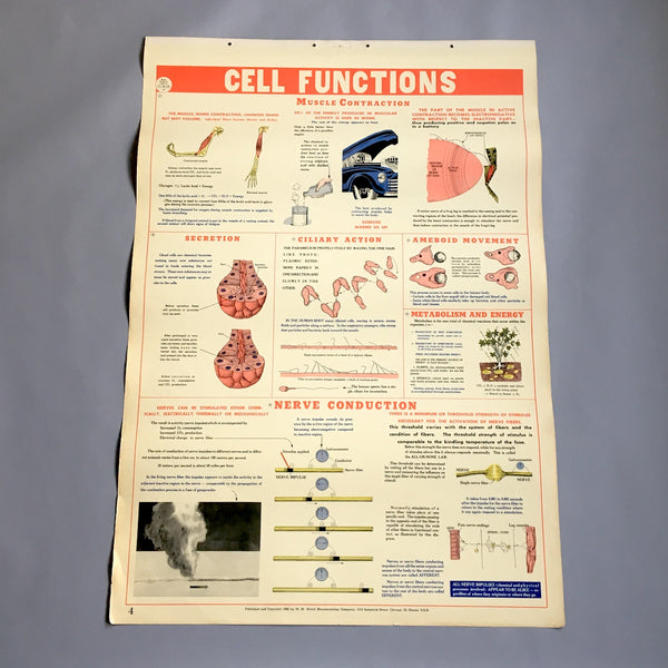 Cell Functions school health wall chart - W. M. Welch Manufacturing Company - 1946 vintage - NextStage Vintage