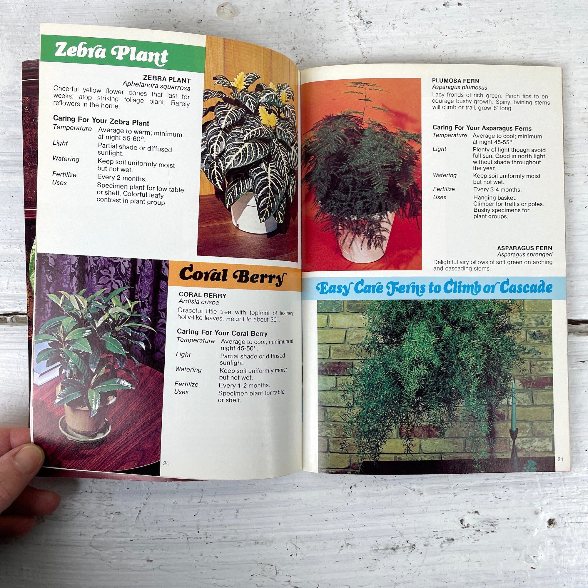 Foliage Plants for Modern Living - 1970s plant guide - booklet – NextStage Vintage