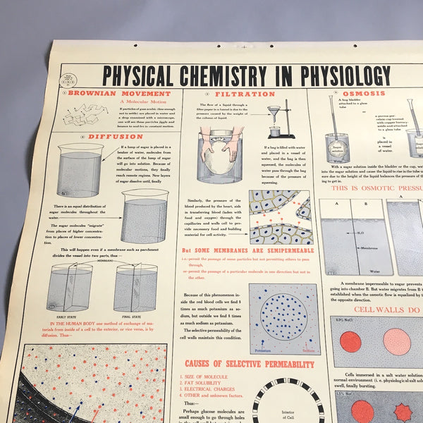 Physical Chemistry in Physiology school health wall chart - W. M. Welch Manufacturing Company - 1946 vintage - NextStage Vintage