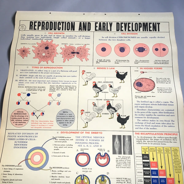 Reproduction and Early Development school health wall chart - W. M. Welch Manufacturing Company - 1946 vintage - NextStage Vintage