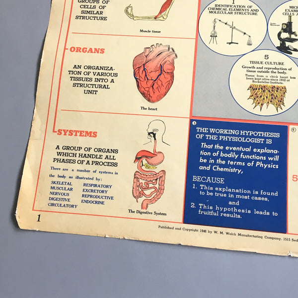 The Cell school health wall chart - W. M. Welch Manufacturing Company - 1946 vintage - NextStage Vintage