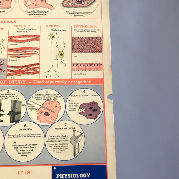 The Cell school health wall chart - W. M. Welch Manufacturing Company - 1946 vintage - NextStage Vintage